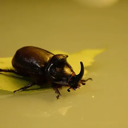 Les Combres, Nature Avec Piscine Chauffee Malbosc