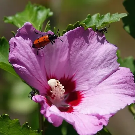 Les Combres, Nature Avec Piscine Chauffee
