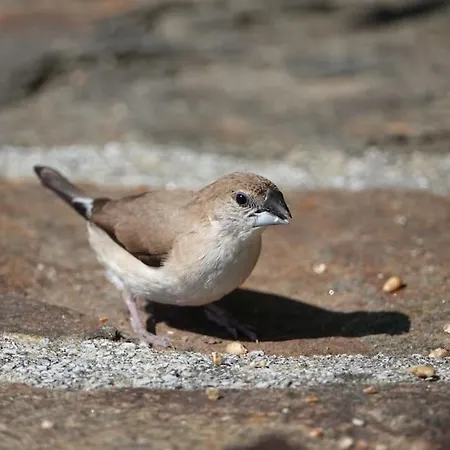 Les Combres, Nature Avec Piscine Chauffee Malbosc